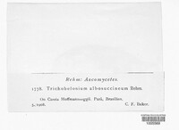 Image of Trichobelonium albosuccineum